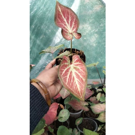 bibit caladium ROT atau Rich Of Thai