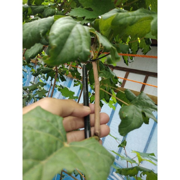 cutting anggur ninel fresh