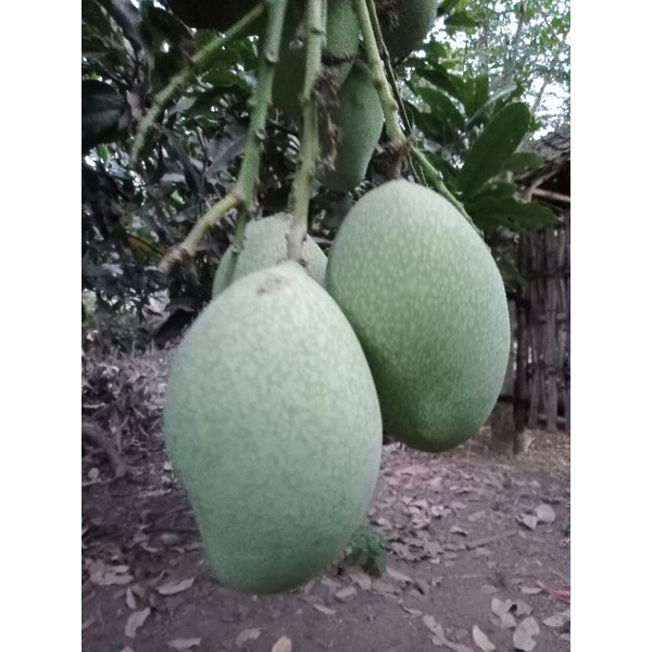 Mangga Muda Manalagi/Madu untuk Rujak 500g