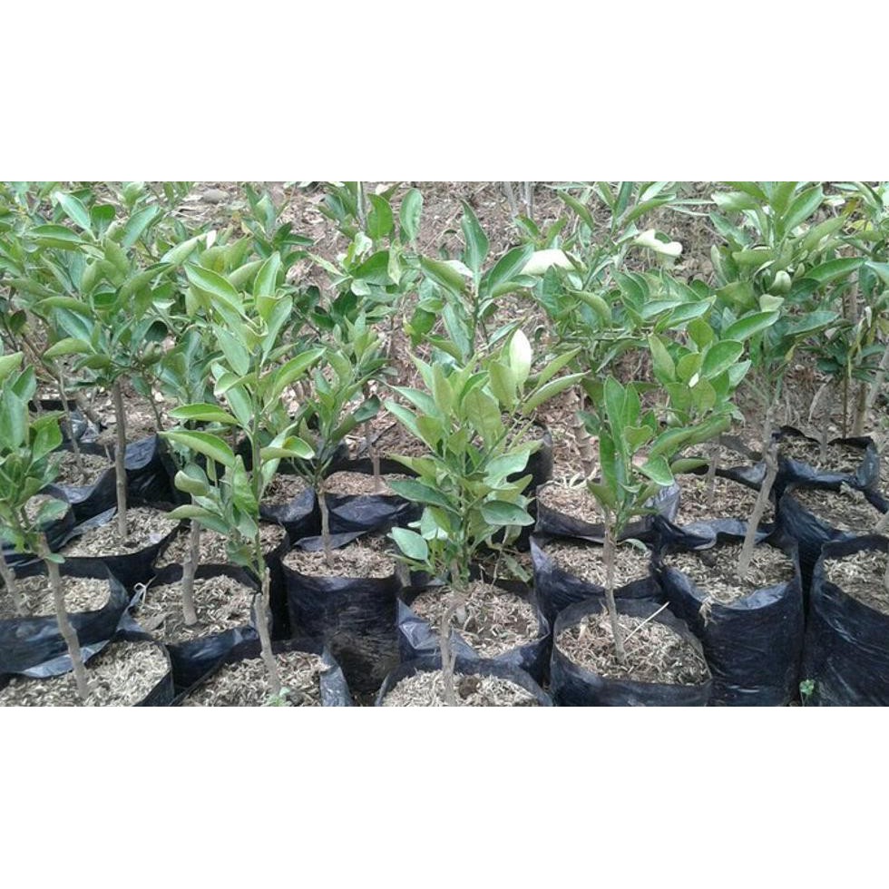 @_$ Bibit Buah Jeruk Dekopon Jepang Uk>