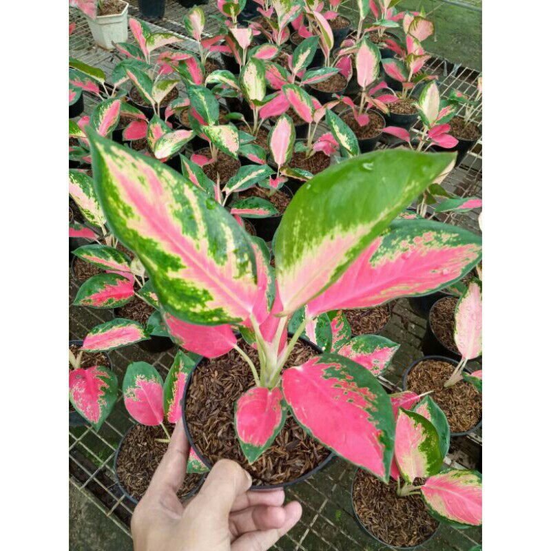 tanaman hias aglonema red majesty-aglonema red majesty-pohon aglonema red majesty-red majesty