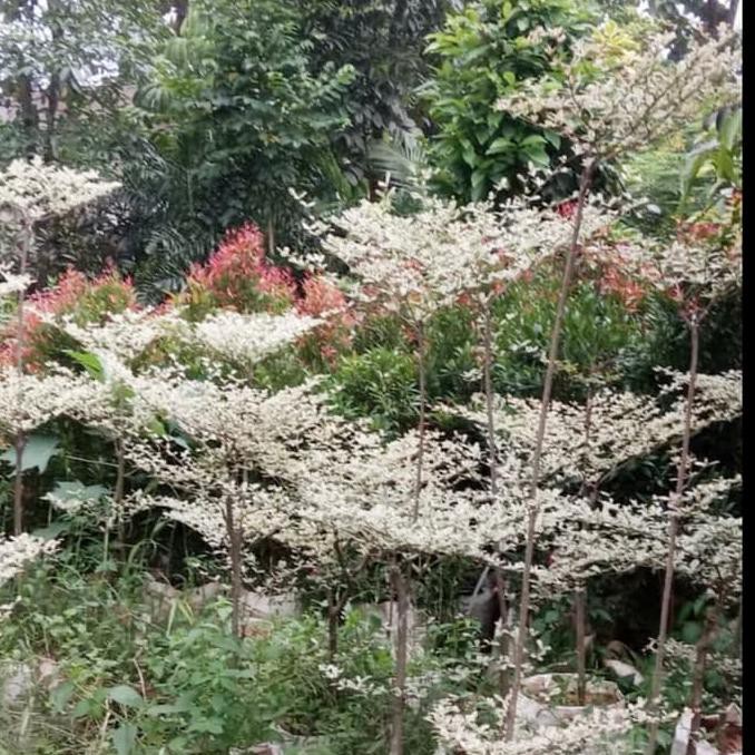 Pohon Ketapang Kencana Varigata 1 meter