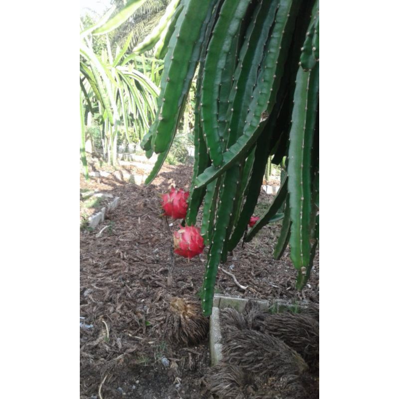 

buah naga