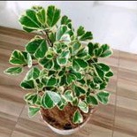 pohon beringin kupu kupu varigata tanaman hias beringin kupu kupu varigata