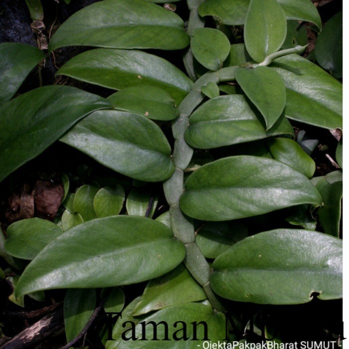 Rhaphidophora Crassifolia Tesa# Tanaman gantung Bunga & Tanaman