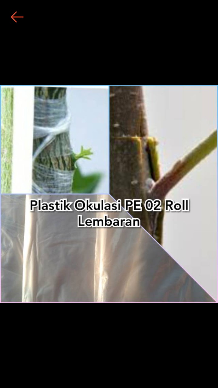Plastik Okulasi Pe 02 Roll Lembaran Tunas Tembus Sendirinya, Transparan, Lentur Melar