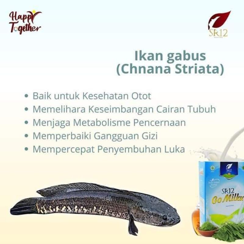 

GOMILKU SR12../SUSU KAMBING ALAMI