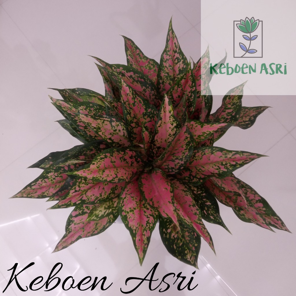 Aglaonema Ruby Batik Garuda