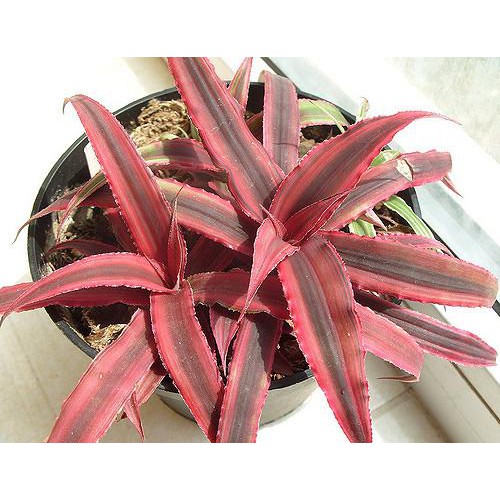 Bibit Tanaman Hias Cryptanthus Merah