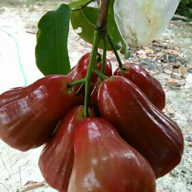 Bibit Buah Jambu Air Citra Merah Shopee Indonesia