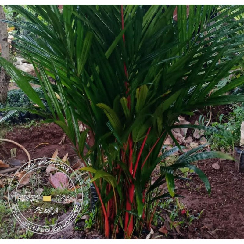 Bibit Tanaman Hias Palem Merah-Bibit Pohon Palem Merah
