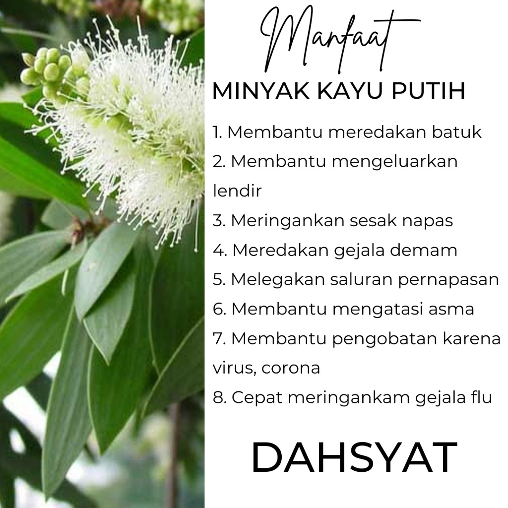 Obat Herbal Pelega Pernafasan Hidung Mampet Hilang Penciuman Akibat Sesak Nafas Tersumbat Minyak Kayu Putih Dahsyat 10ml Original Bpom