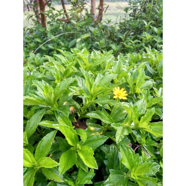 

daun wedelia atau daun seruni jalar tusuk konde segar 1 kg