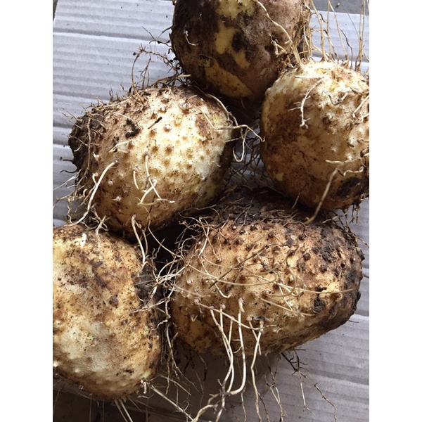 umbi gadung 1kg obat kanker luar