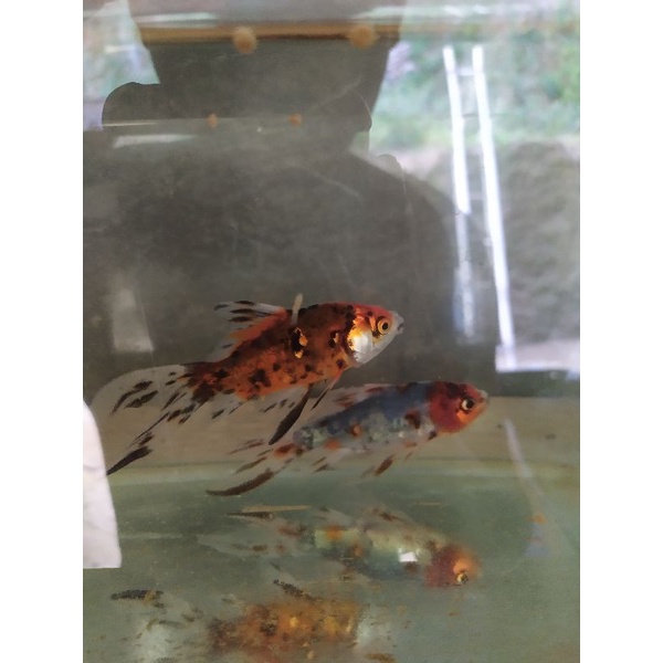 komet pancawarna slayer