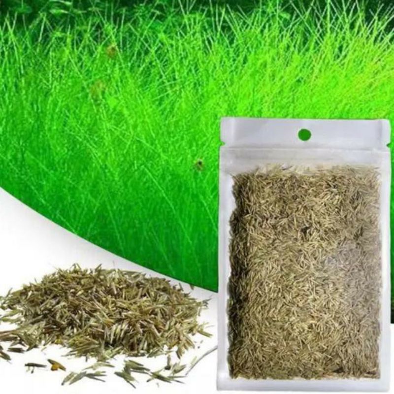 Hairgrass seed hair grass untuk aquascape