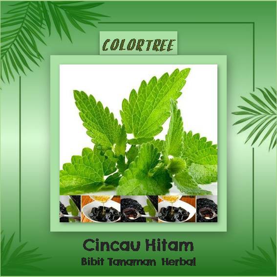 Tanaman Janggelan Cincau Hitam