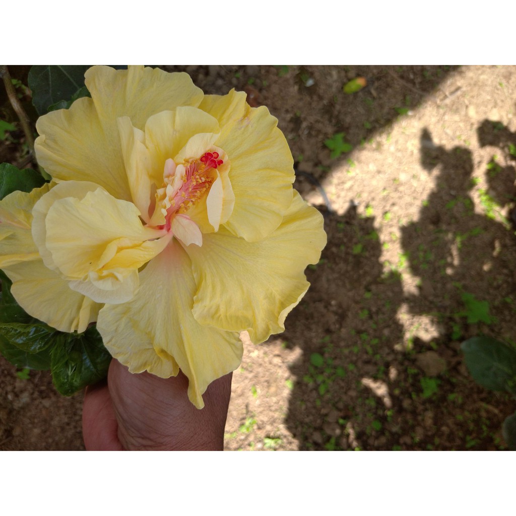 Tanaman Hibiscus~Bibit Tumbuhan Hibiscus~Hibiscus Rosa Sinensis~Minimal order 4 pohon