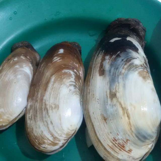 

Kerang gajah fresh