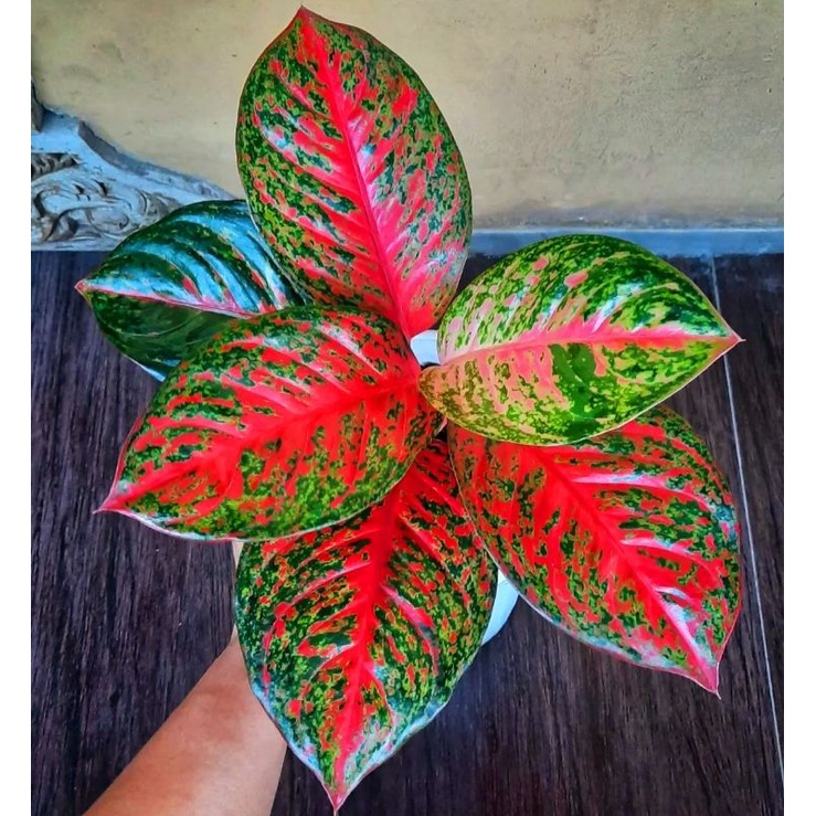 Aglonema Yohana Tanaman Hias Bunga Aglaonema Murah Merah BUKAN bonggol bibit - tanaman hias hidup - 