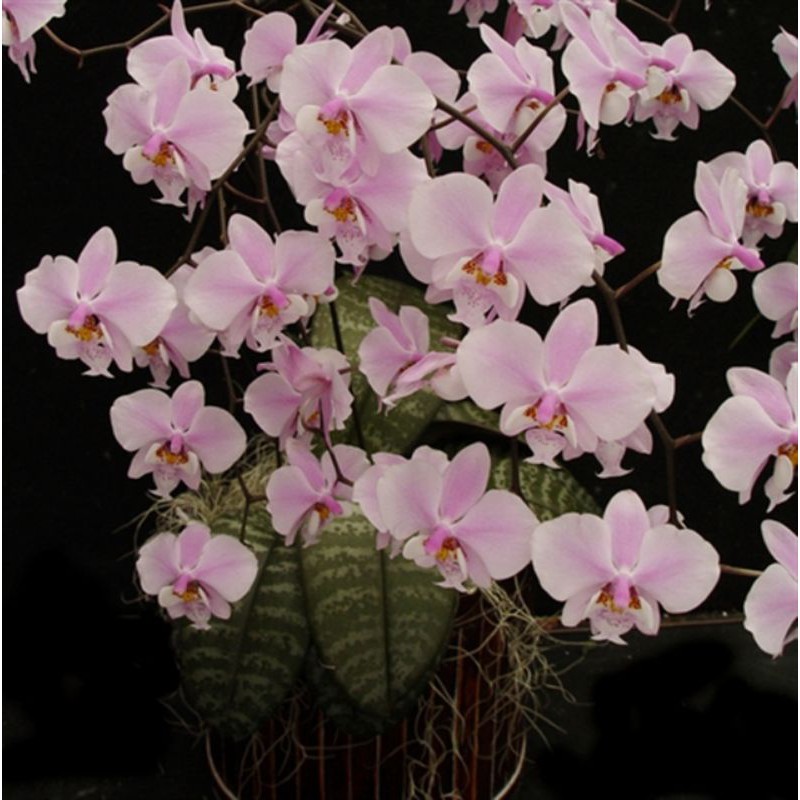 phalaenopsis Schilleriana