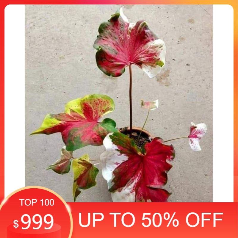 termurah umbi caladium nopakau  keladi hias npk hybrid import thailand