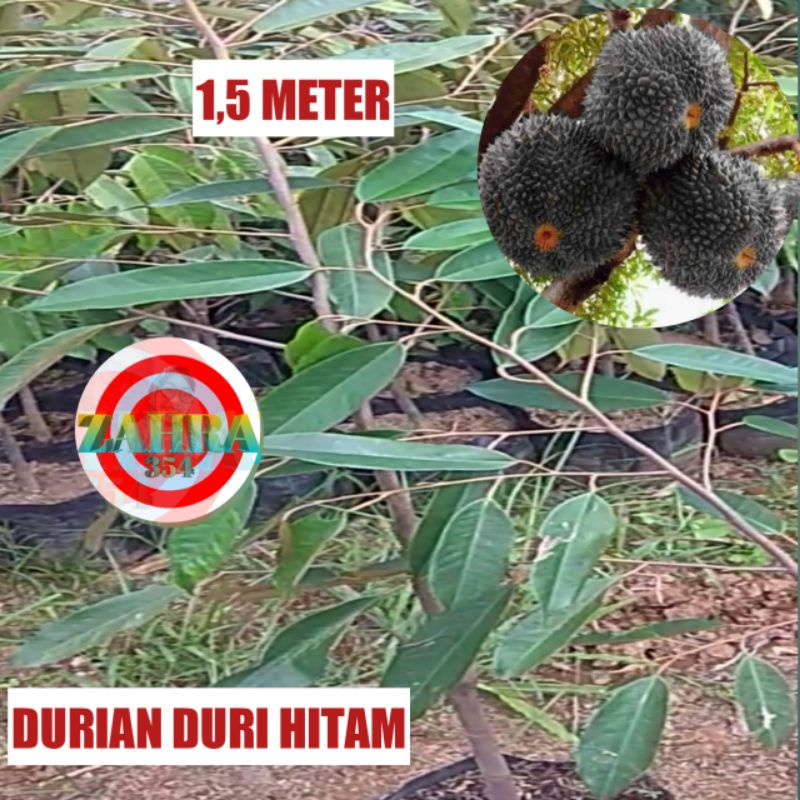 BIBIT DURIAN DURI HITAM 1,5 METER // DURIAN OCHE