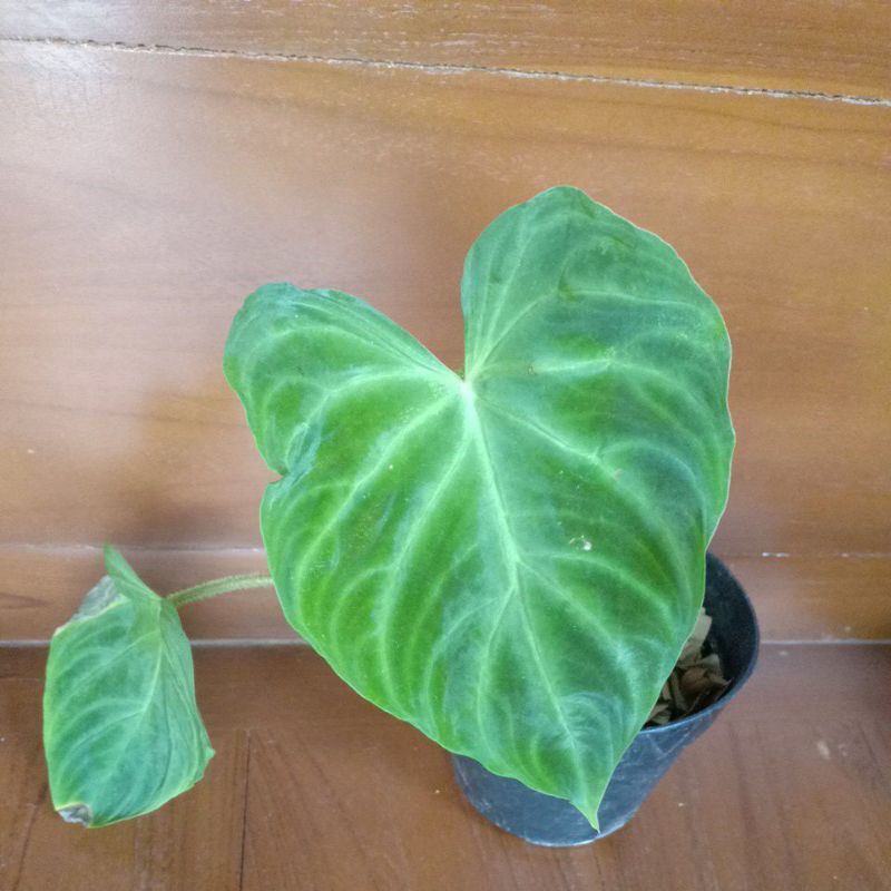 philodendron verrucosum
