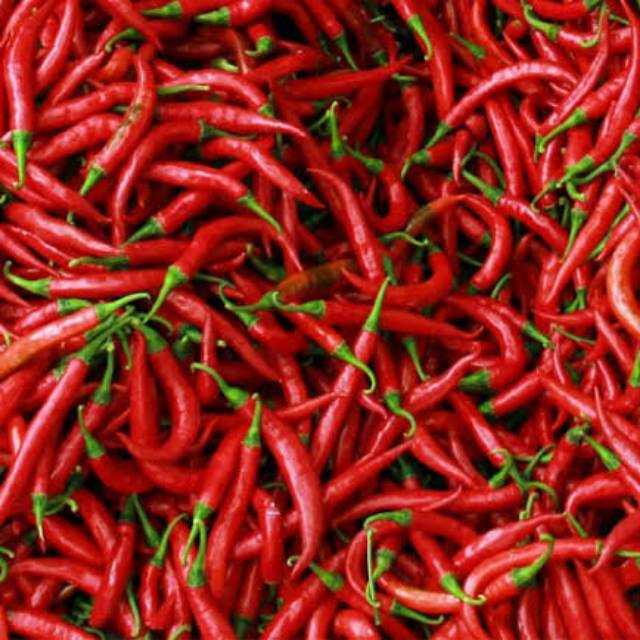 

Cabai Keriting Merah Fresh Murah