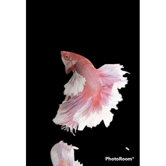 CUPANG DUMBO AER SULTAN - SOLD