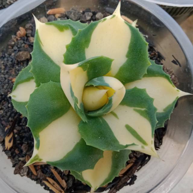 Agave - agave ohiraijin kuning - sukulen - agave ohiraijin