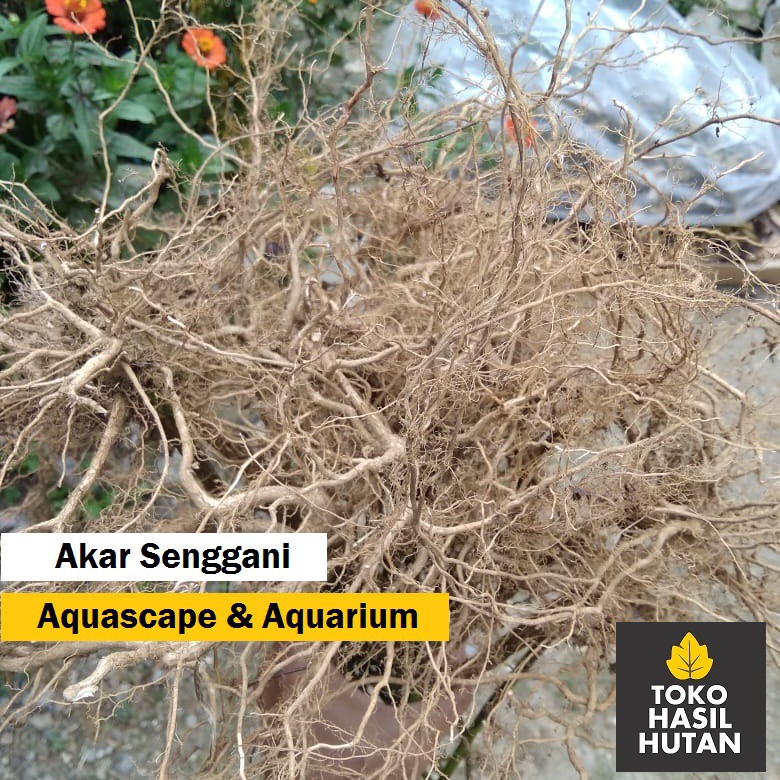 Akar Senggani Aquascape & Aquarium | Toko Hasil Hutan