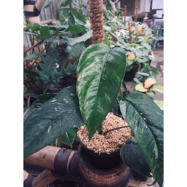 Epipremnum Pinnatum Variegata