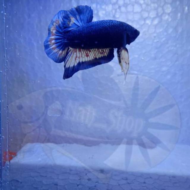 Ikan cupang giant fancy dragon BO 4-5cm