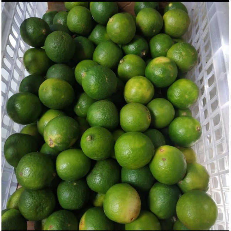 

Jeruk Lemon Super Fresh 1kg Harga murah