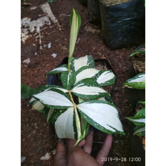 Tanaman hias pohon dracaena milky dracena milki