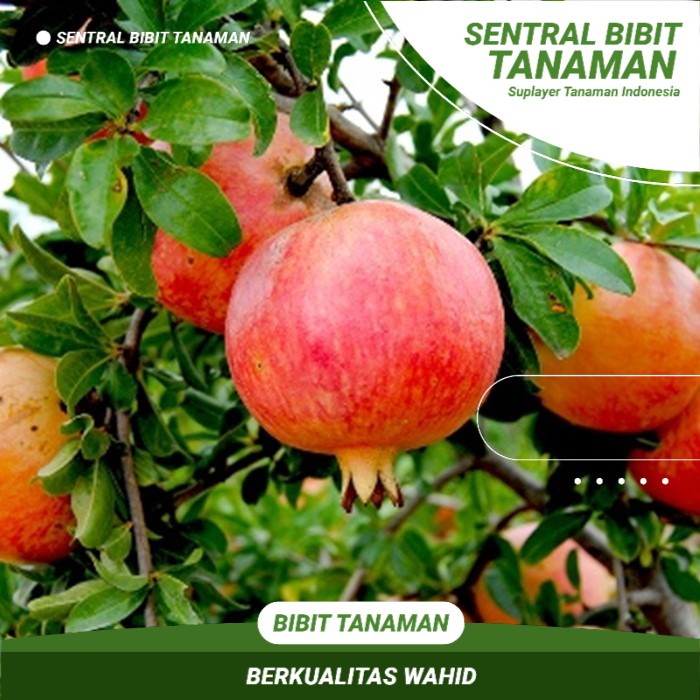 Bibit Delima Merah Buah Delima Merah