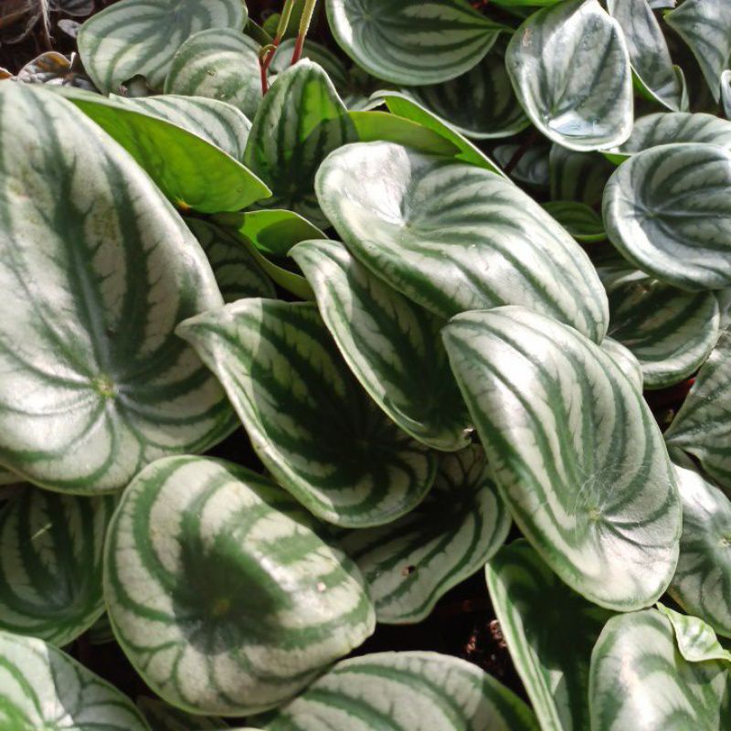 peperomia watermelon rimbun daun besar