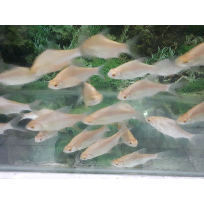Ikan Kapiat Albino