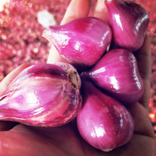 

BAWANG MERAH SUPER BREBES