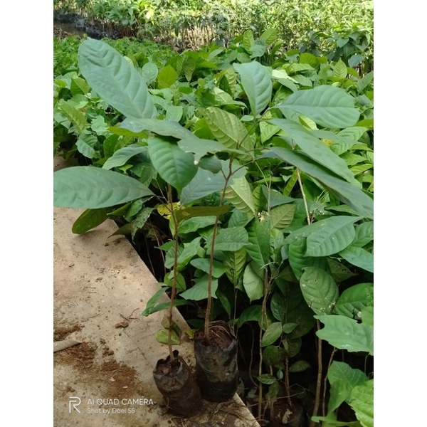 Bibit Buah NamNam-kopiAnjing-Buah Pukih Langka