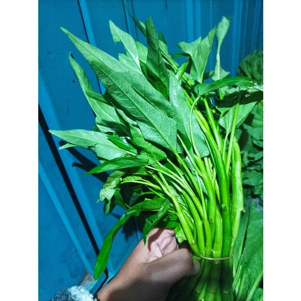 

Kangkung segar Bandung