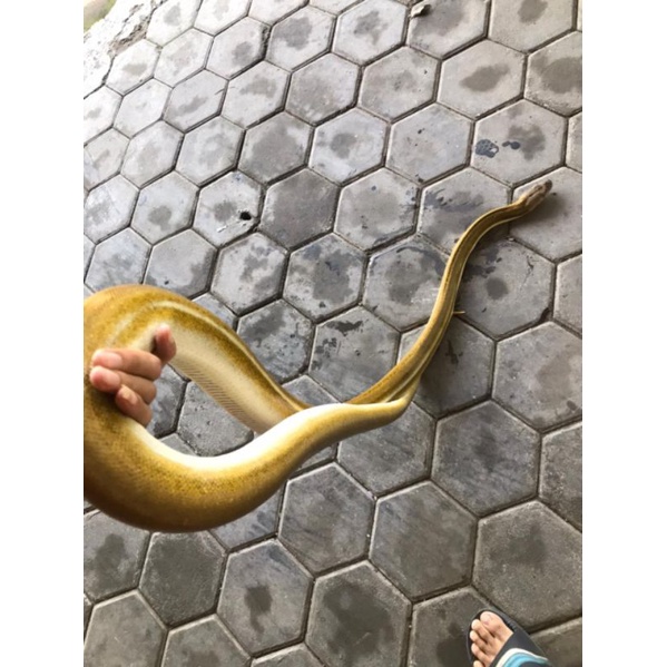 Retic Tiger Titanium