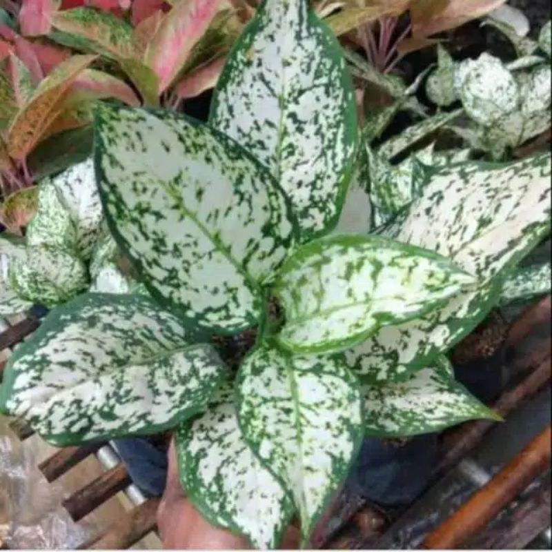 AGLONEMA DUT WHITE SUPER IMPORT