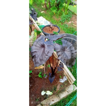 colocasia Black coral
