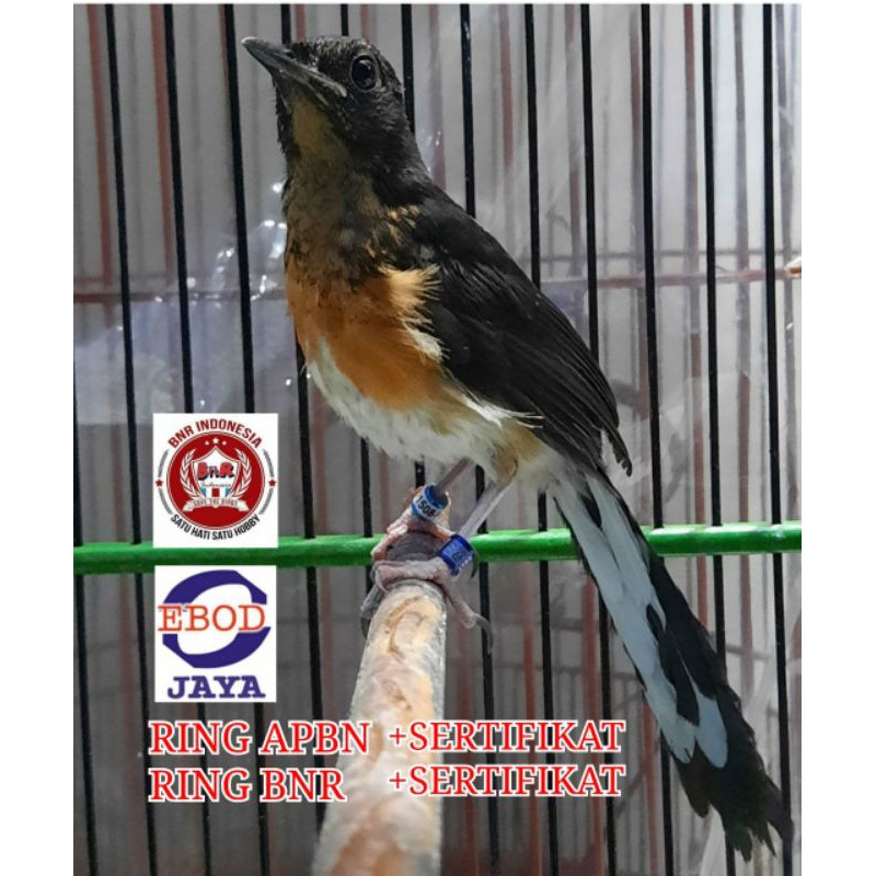 MURAI RING BNR RING APBN SERTIFIKAT RESMI INDUKAN JAWARA