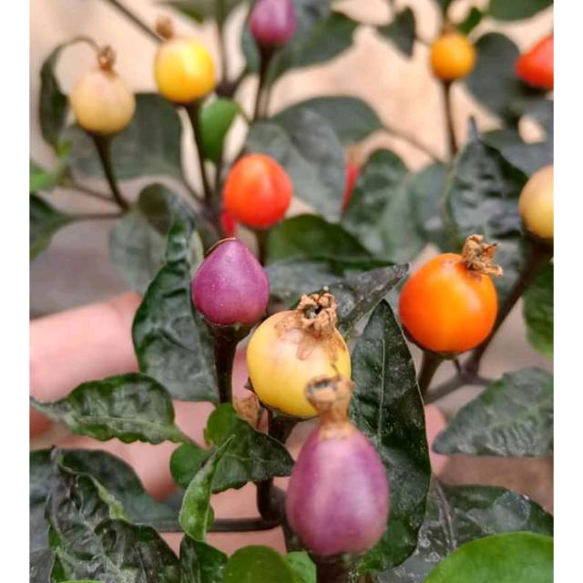 BIBIT CABAI BOLIVIAN RAINBOW CANTIK