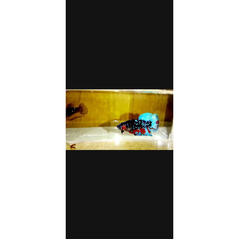 Avatar Gordon rintik top grade (real pict)