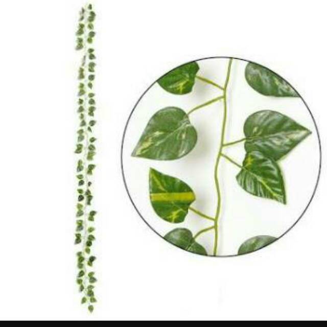 DAUN RAMBAT DAUN SULUR DAUN RAMBAT BUNGA DEKORASI DINDING PROPERRI FOTO