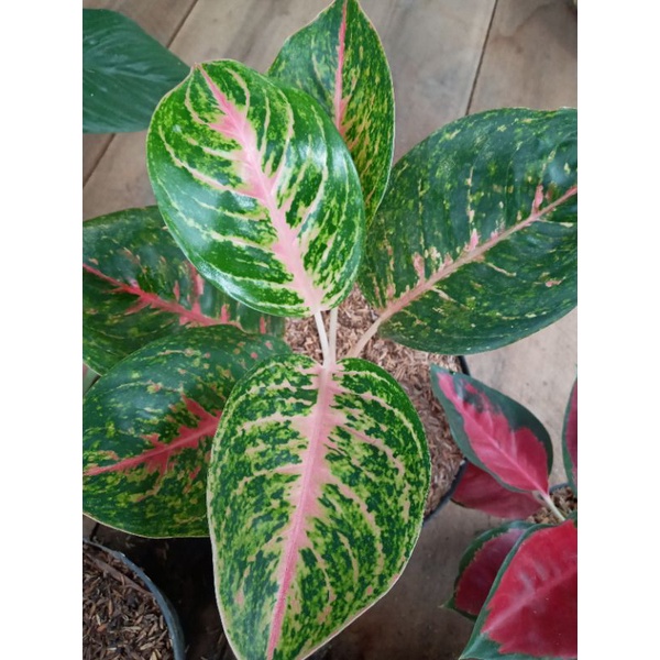 AGLONEMA BIG PAPA INDUKAN/AGLONEMA BIG PAPA MURAH/AGLONEMA BIG PAPA MUTASI/AGLONEMA BIG PAPA DEWASA